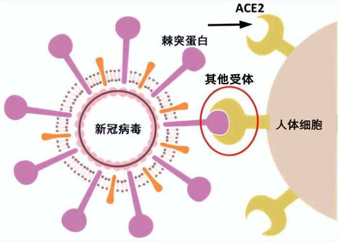 疫情新疫情新型冠状病毒?疫情 新型冠状病毒?-第7张图片-柯迪百科 疫情新疫情新型冠状病毒?疫情 新型冠状病毒?-第7张图片-柯迪百科