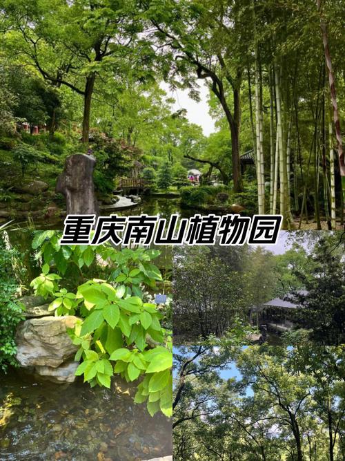 重庆南山植物园，重庆南山植物园梅花开放时间？-第3张图片-柯迪百科