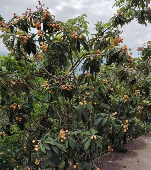 湛江南亚热带植物园?湛江南亚热带植物园介绍?-第2张图片-柯迪百科 湛江南亚热带植物园?湛江南亚热带植物园介绍?-第2张图片-柯迪百科