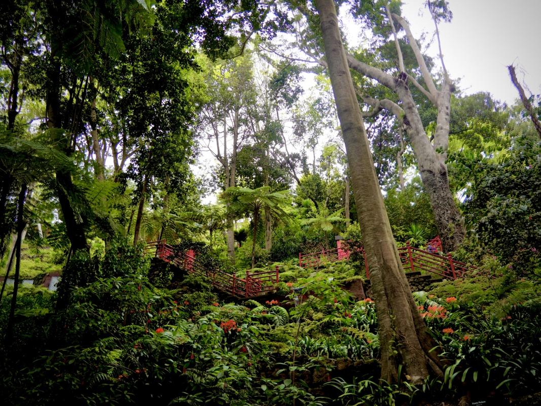 湛江南亚热带植物园?湛江南亚热带植物园介绍?-第3张图片-柯迪百科 湛江南亚热带植物园?湛江南亚热带植物园介绍?-第3张图片-柯迪百科