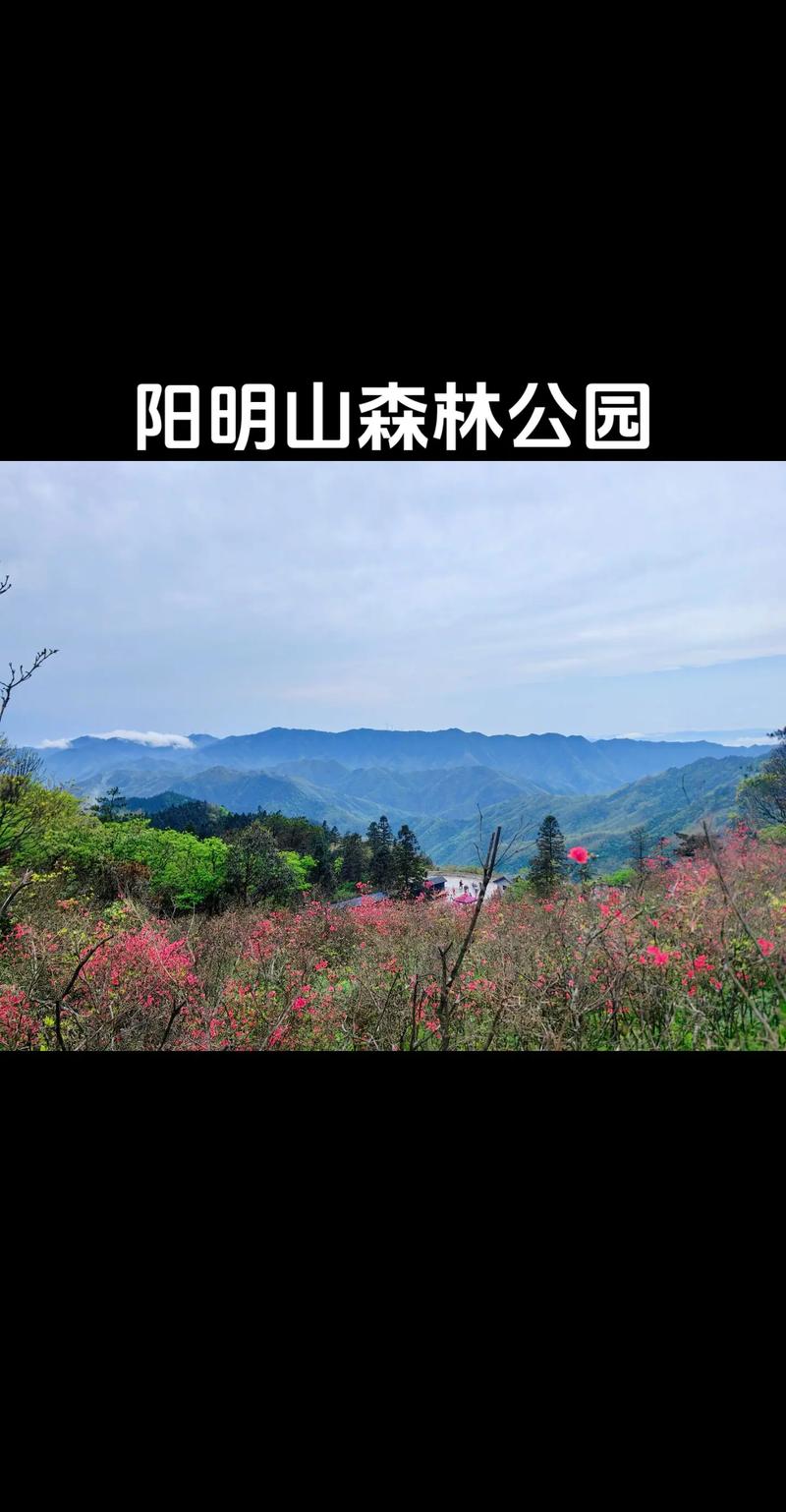 阳明山国家森林公园，阳明山国家森林公园天气