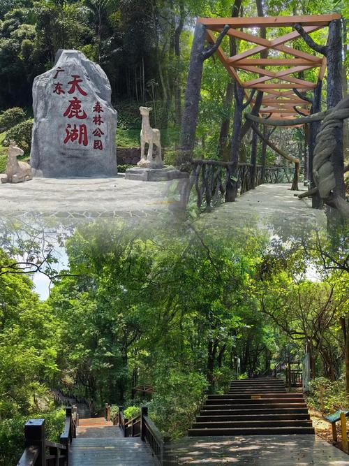 天鹿湖森林公园，天鹿湖森林公园可以带狗吗
