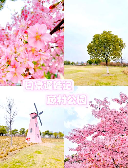 上海顾村公园,上海顾村公园属于哪个区?-第4张图片-柯迪百科 上海顾村公园,上海顾村公园属于哪个区?-第4张图片-柯迪百科