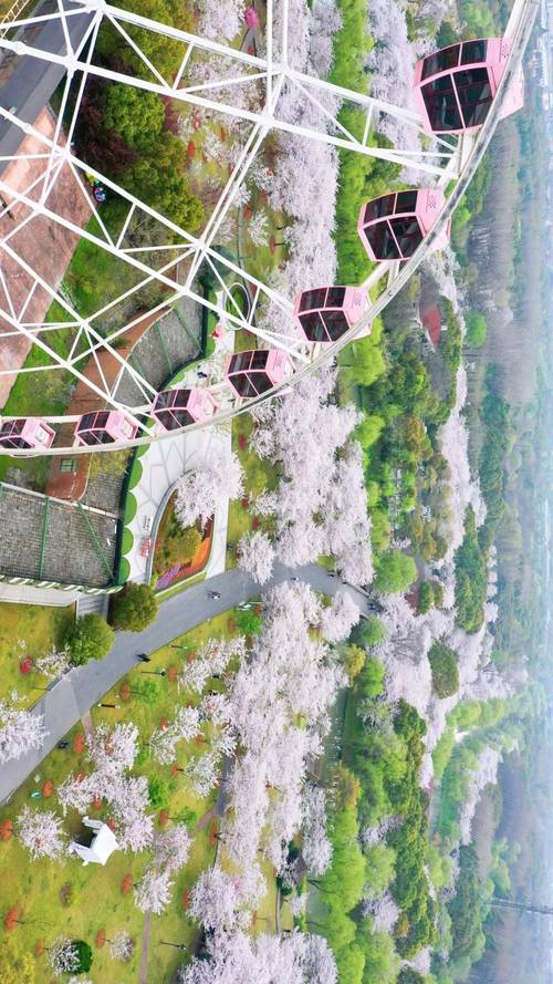 上海顾村公园,上海顾村公园属于哪个区?-第5张图片-柯迪百科 上海顾村公园,上海顾村公园属于哪个区?-第5张图片-柯迪百科