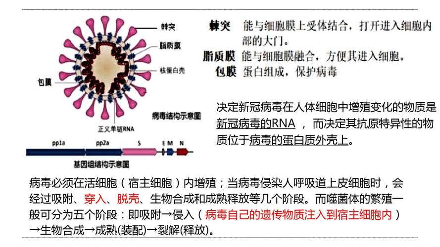 新型冠状病毒疫情?新型冠状病毒疫情防控?-第6张图片-柯迪百科 新型冠状病毒疫情?新型冠状病毒疫情防控?-第6张图片-柯迪百科