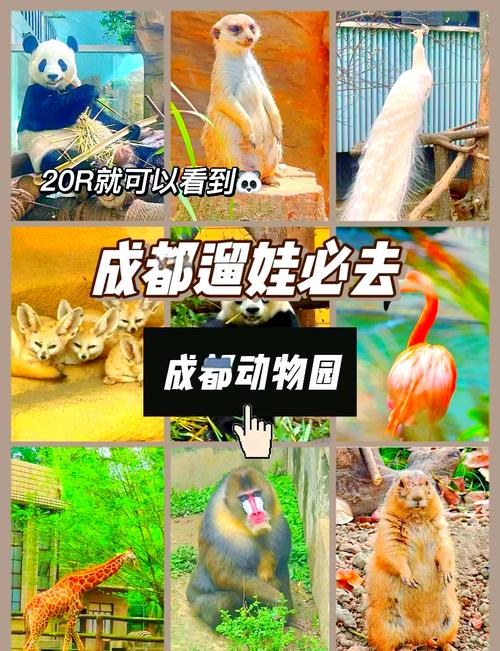 成都动物园门票,成都动物园门票需要预约吗-第7张图片-柯迪百科 成都动物园门票,成都动物园门票需要预约吗-第7张图片-柯迪百科