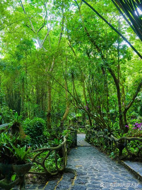 呀诺达雨林,呀诺达雨林简介-第2张图片-柯迪百科 呀诺达雨林,呀诺达雨林简介-第2张图片-柯迪百科