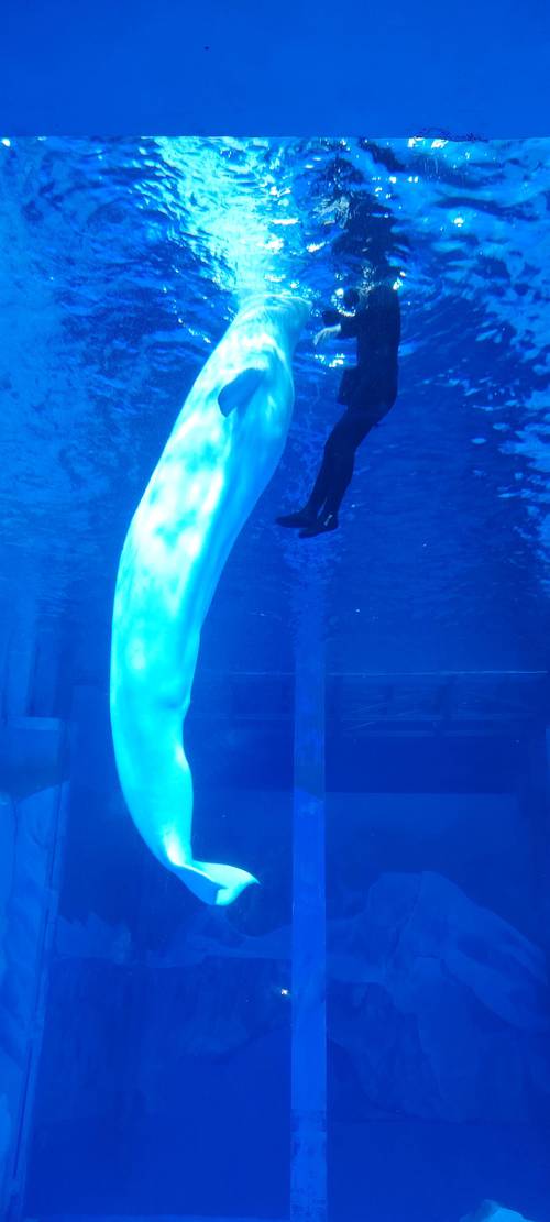 珠海海洋生态馆?珠海海洋生态馆开放时间?-第7张图片-柯迪百科 珠海海洋生态馆?珠海海洋生态馆开放时间?-第7张图片-柯迪百科