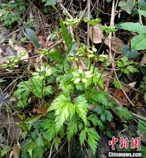 二连浩特今日有疫情吗，二连浩特疫情轨迹？-第2张图片-柯迪百科