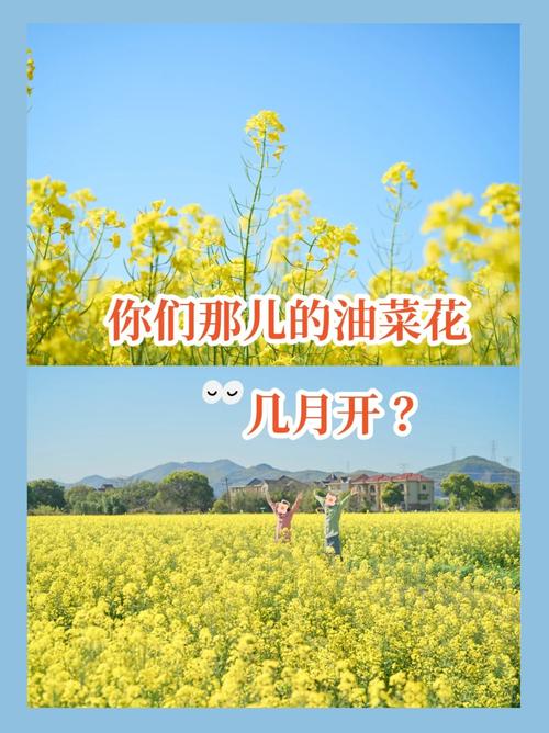 油菜花什么季节开?,广州油菜花什么季节开??-第1张图片-柯迪百科 油菜花什么季节开?,广州油菜花什么季节开??-第1张图片-柯迪百科