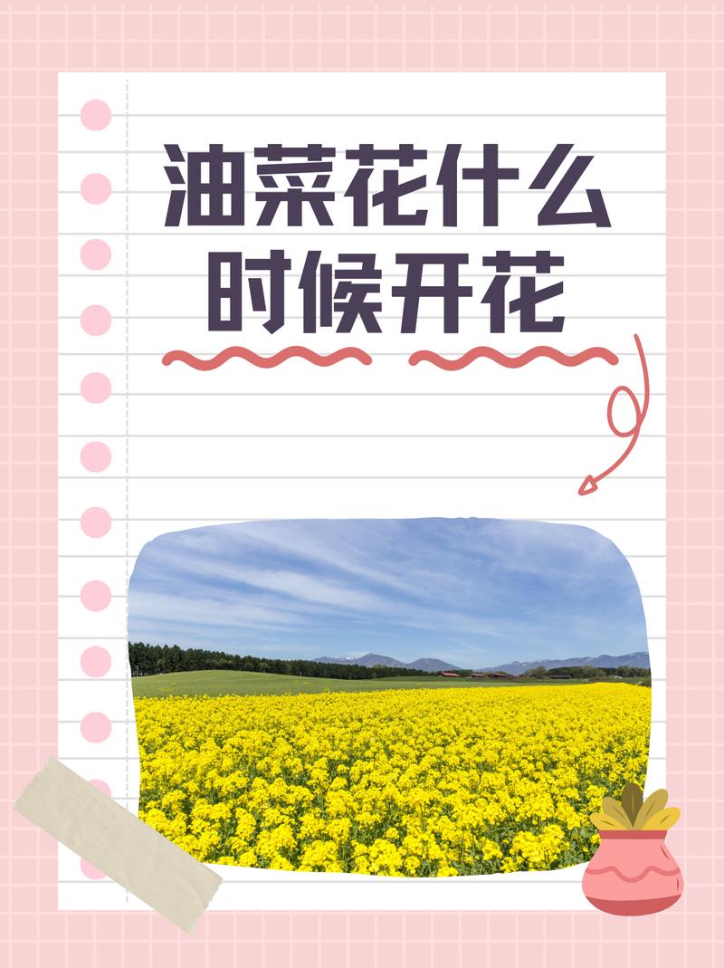油菜花什么季节开?,广州油菜花什么季节开??-第3张图片-柯迪百科 油菜花什么季节开?,广州油菜花什么季节开??-第3张图片-柯迪百科
