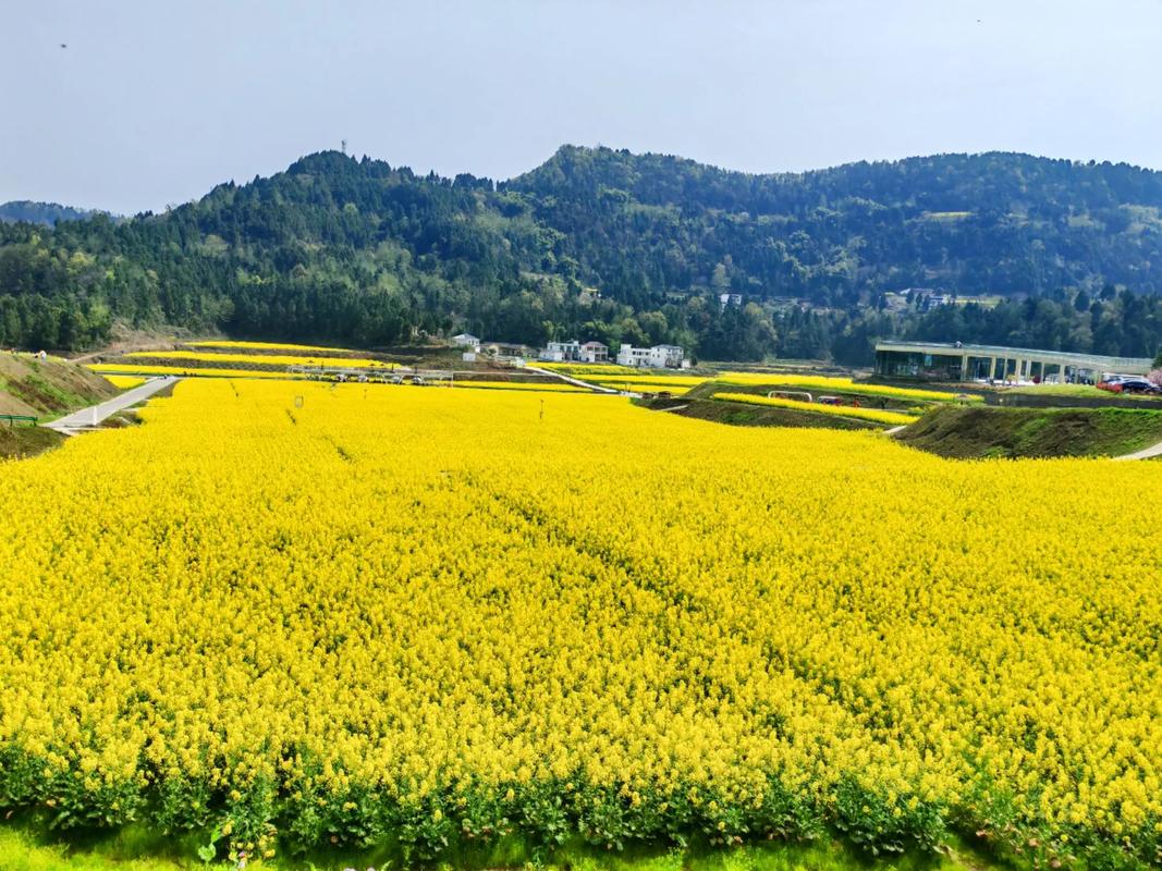 油菜花什么季节开?,广州油菜花什么季节开??-第4张图片-柯迪百科 油菜花什么季节开?,广州油菜花什么季节开??-第4张图片-柯迪百科