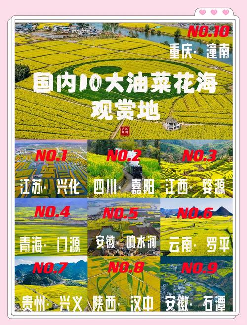 油菜花什么季节开?,广州油菜花什么季节开??-第6张图片-柯迪百科 油菜花什么季节开?,广州油菜花什么季节开??-第6张图片-柯迪百科