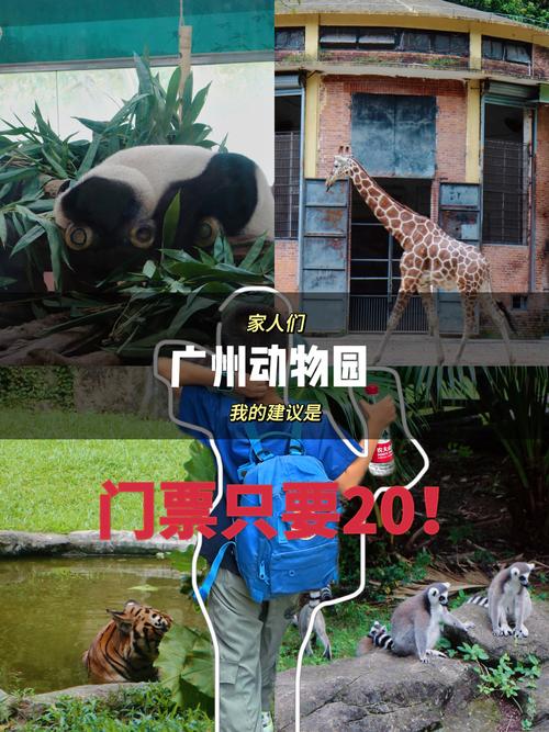 广州动物园门票费用?广州动物园门票费用表?-第4张图片-柯迪百科 广州动物园门票费用?广州动物园门票费用表?-第4张图片-柯迪百科