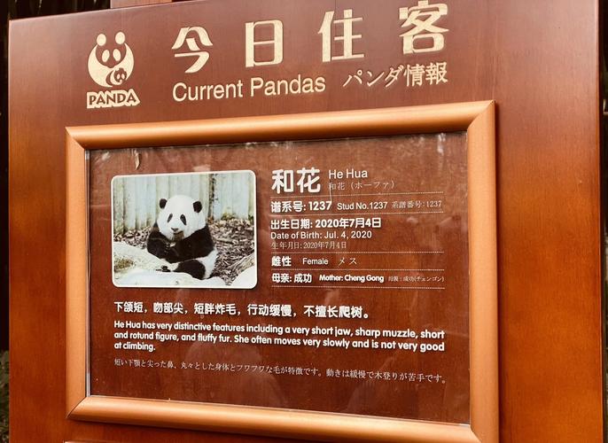 成都大熊猫基地门票?成都大熊猫基地门票怎么买?-第4张图片-柯迪百科 成都大熊猫基地门票?成都大熊猫基地门票怎么买?-第4张图片-柯迪百科