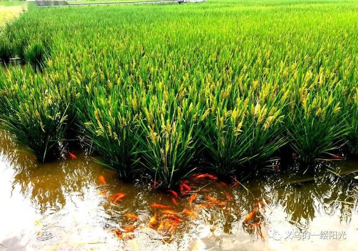 台湾登革热最新疫情,登陆台湾台风-第3张图片-柯迪百科 台湾登革热最新疫情,登陆台湾台风-第3张图片-柯迪百科