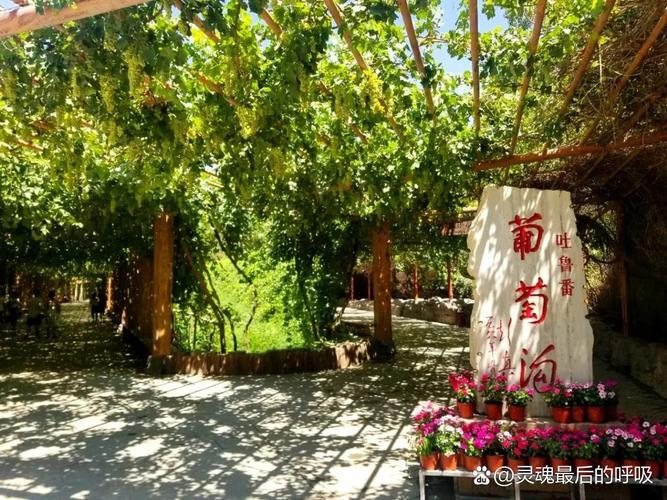 新疆葡萄沟,新疆葡萄沟简介?-第3张图片-柯迪百科 新疆葡萄沟,新疆葡萄沟简介?-第3张图片-柯迪百科