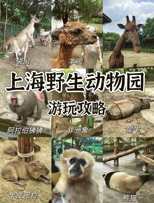 上海野生动物园好玩吗,野生动物园开放时间?-第3张图片-柯迪百科 上海野生动物园好玩吗,野生动物园开放时间?-第3张图片-柯迪百科