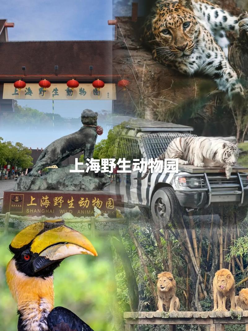 上海野生动物园门票，上海野生动物园门票60岁以上老人有优惠吗?？-第2张图片-柯迪百科