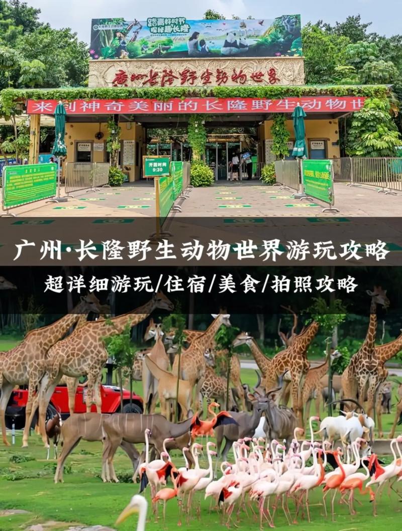 长隆大马戏,长隆大马戏值得去看吗-第5张图片-柯迪百科 长隆大马戏,长隆大马戏值得去看吗-第5张图片-柯迪百科