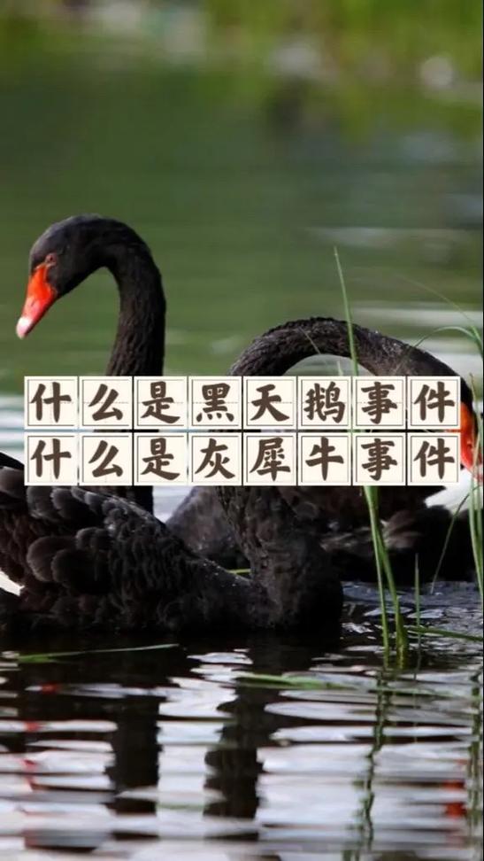 新冠疫情与黑天鹅疫情,疫情黑天鹅是什么意思-第6张图片-柯迪百科 新冠疫情与黑天鹅疫情,疫情黑天鹅是什么意思-第6张图片-柯迪百科