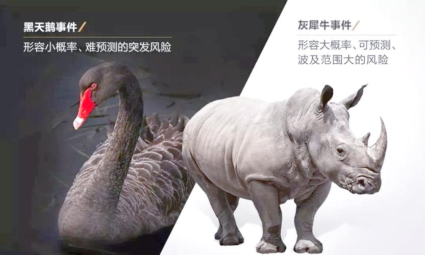 新冠疫情与黑天鹅疫情,疫情黑天鹅是什么意思-第7张图片-柯迪百科 新冠疫情与黑天鹅疫情,疫情黑天鹅是什么意思-第7张图片-柯迪百科