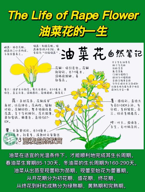 油菜花什么时候开花？油菜花什么时候开花什么时候收籽？
