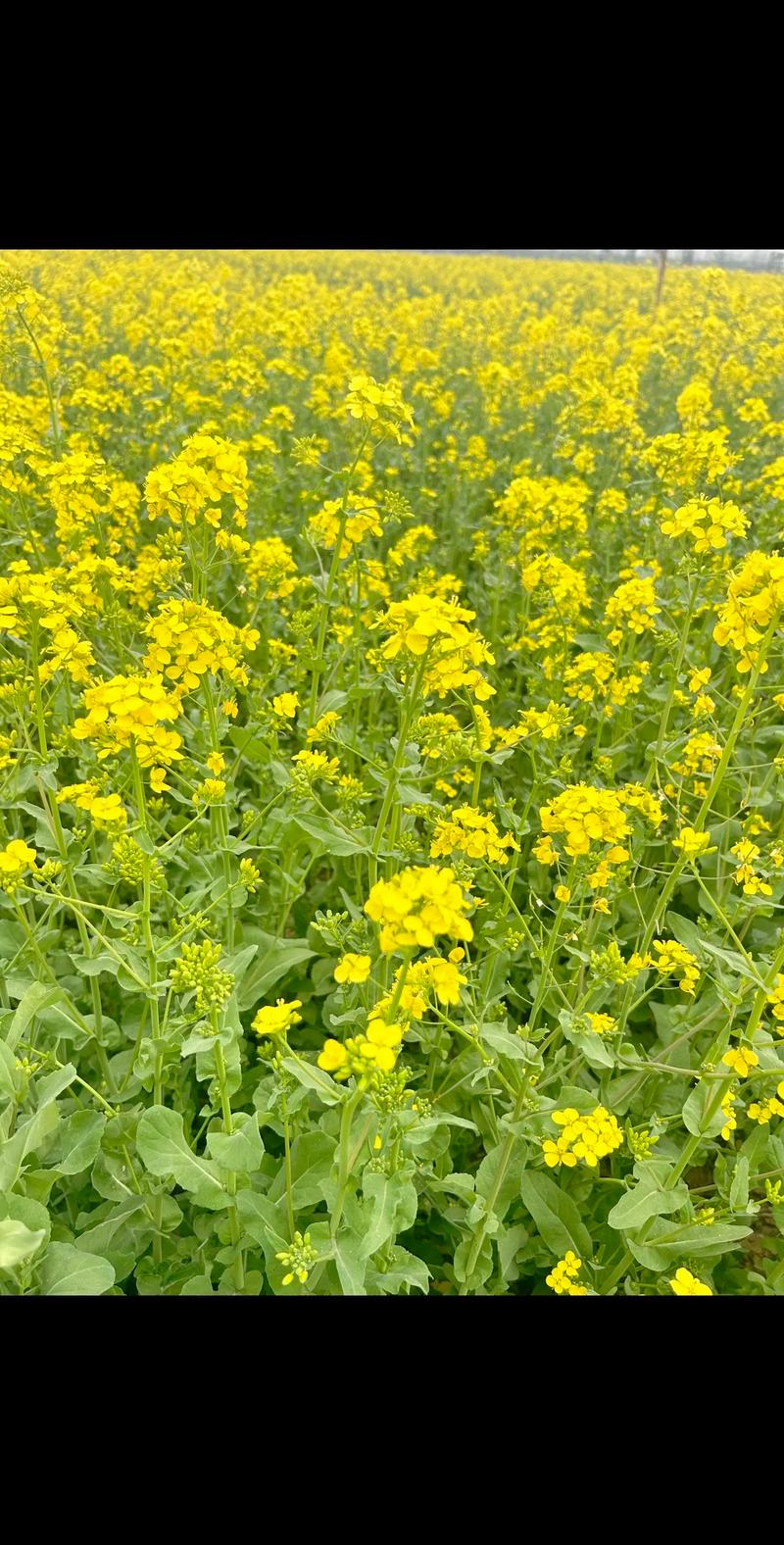 油菜花什么时候开花？油菜花什么时候开花什么时候收籽？-第2张图片-柯迪百科