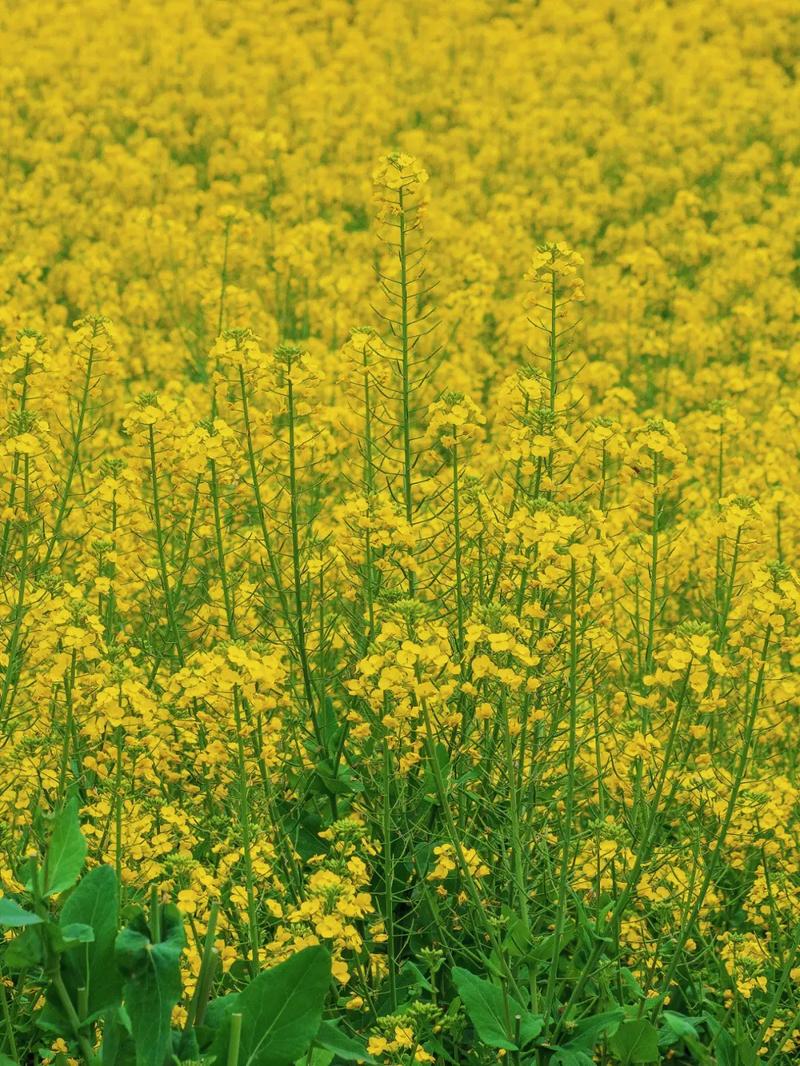 油菜花什么时候开花？油菜花什么时候开花什么时候收籽？-第3张图片-柯迪百科