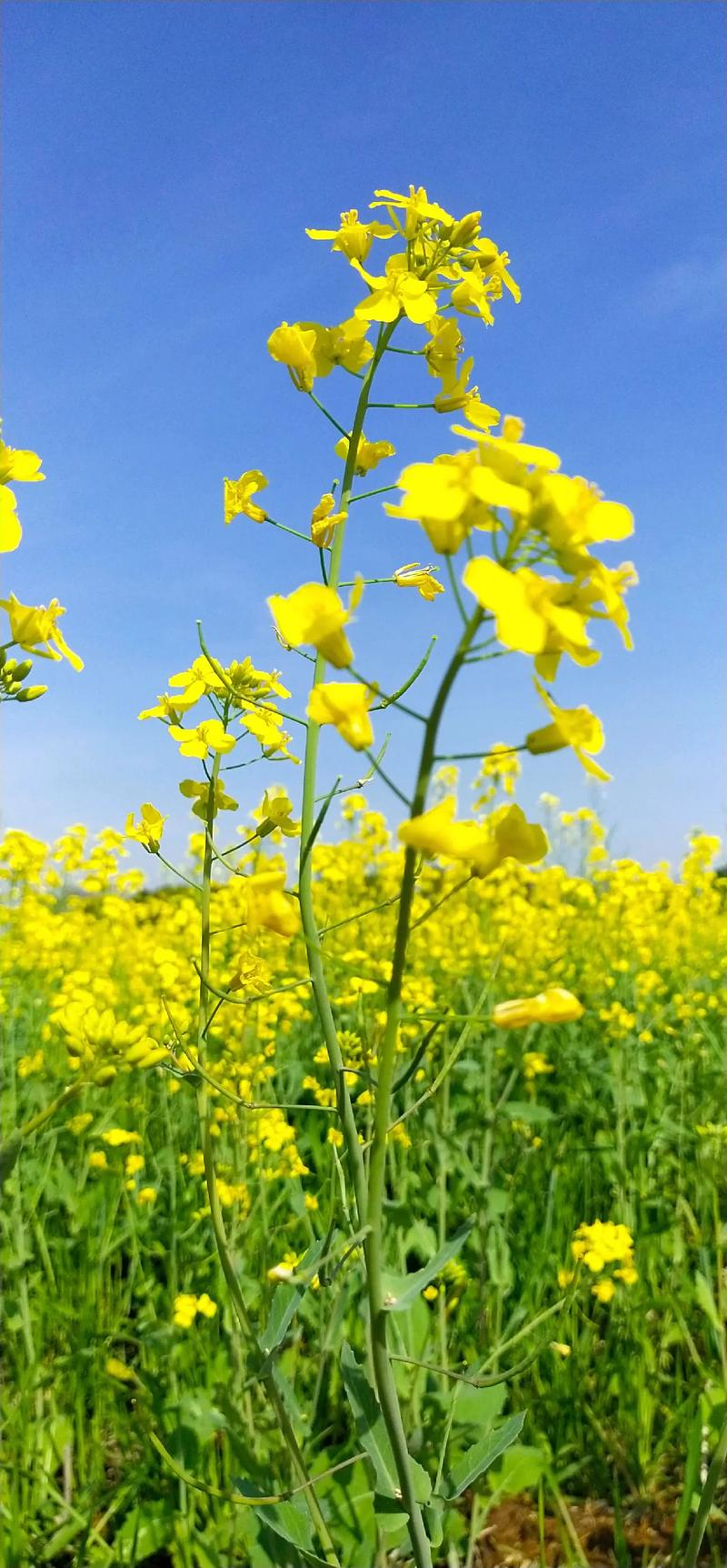 油菜花什么时候开花？油菜花什么时候开花什么时候收籽？-第4张图片-柯迪百科