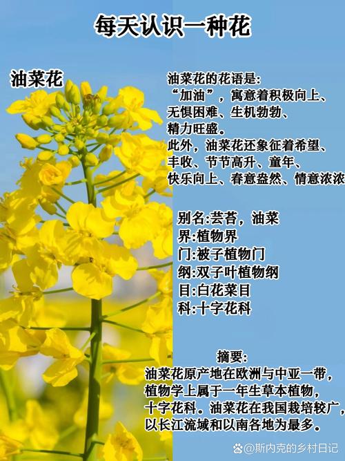 油菜花什么时候开花？油菜花什么时候开花什么时候收籽？-第5张图片-柯迪百科