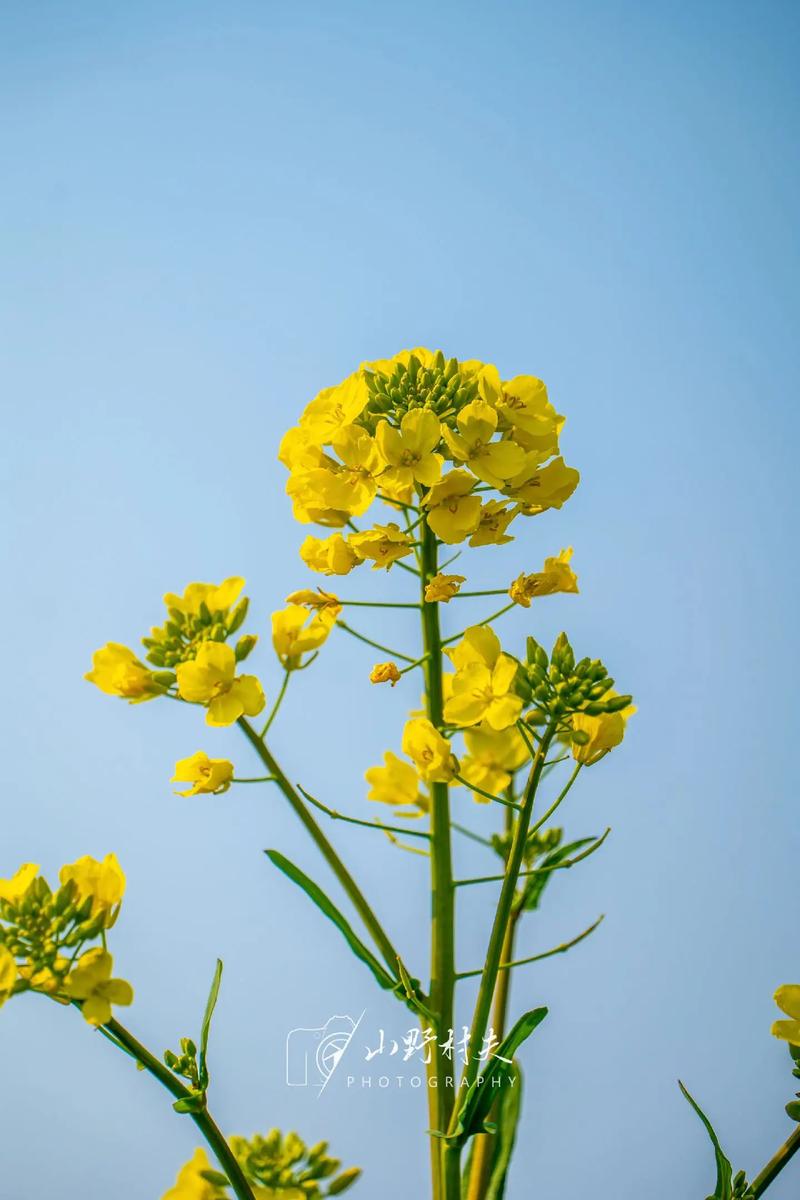 油菜花什么时候开花？油菜花什么时候开花什么时候收籽？-第6张图片-柯迪百科