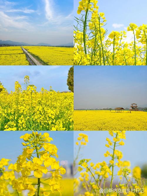 油菜花什么时候开花？油菜花什么时候开花什么时候收籽？-第7张图片-柯迪百科