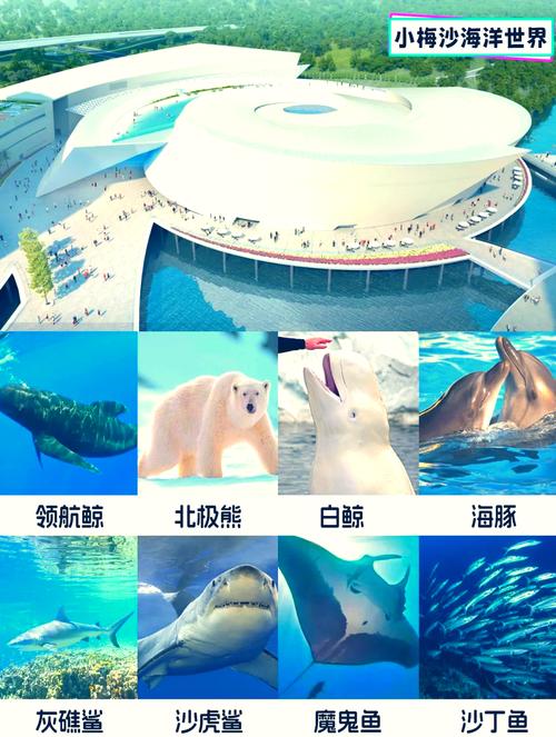 深圳小梅沙海洋世界?深圳小梅沙海洋世界闭馆?-第4张图片-柯迪百科 深圳小梅沙海洋世界?深圳小梅沙海洋世界闭馆?-第4张图片-柯迪百科