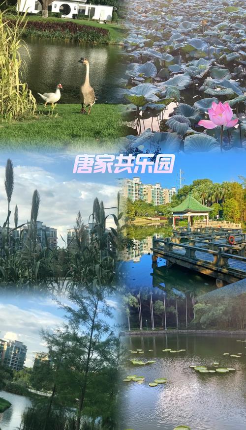 唐家共乐园?唐家共乐园荷花?-第4张图片-柯迪百科 唐家共乐园?唐家共乐园荷花?-第4张图片-柯迪百科