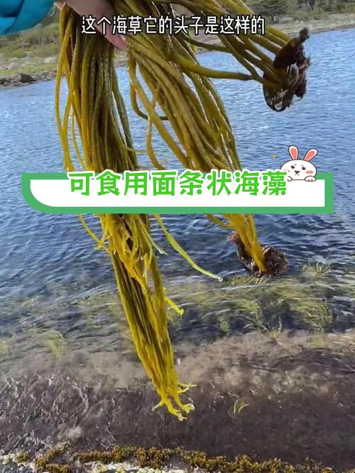 乳山银滩一周天气,乳山银滩一周天气预报?-第2张图片-柯迪百科 乳山银滩一周天气,乳山银滩一周天气预报?-第2张图片-柯迪百科