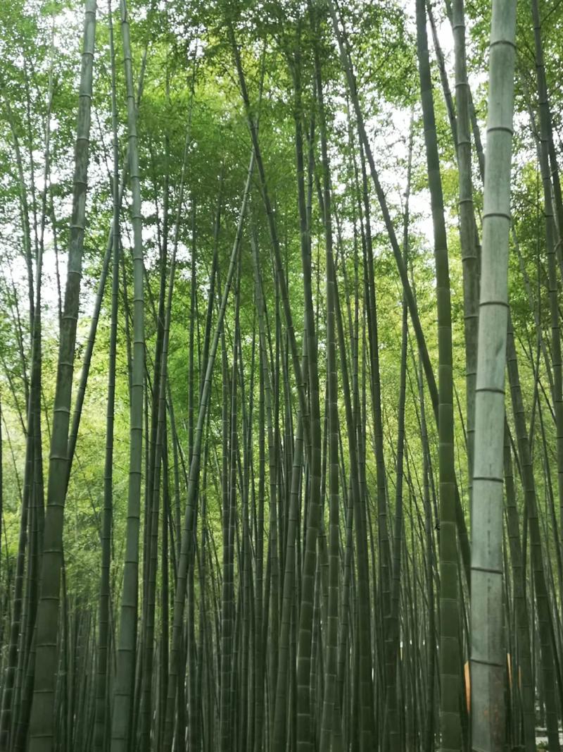 永川茶山竹海，永川茶山竹海要门票吗-第2张图片-柯迪百科
