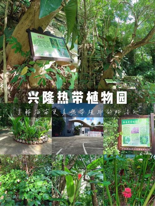 兴隆热带植物园，兴隆热带植物园游玩攻略？-第1张图片-柯迪百科