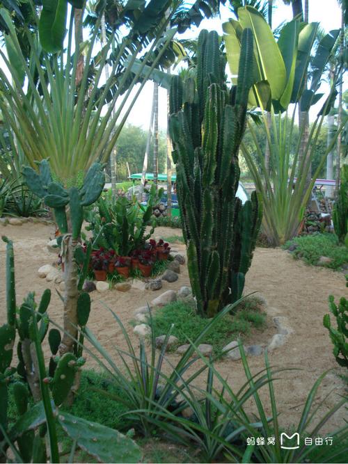 兴隆热带植物园，兴隆热带植物园游玩攻略？-第4张图片-柯迪百科