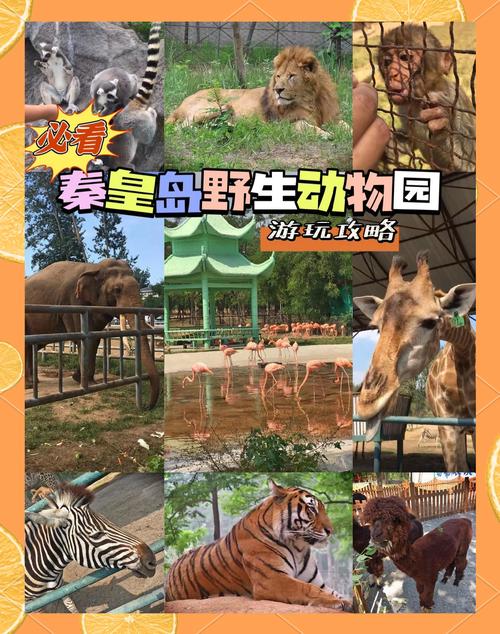 秦皇岛野生动物园,秦皇岛野生动物园门票多少一张-第3张图片-柯迪百科 秦皇岛野生动物园,秦皇岛野生动物园门票多少一张-第3张图片-柯迪百科
