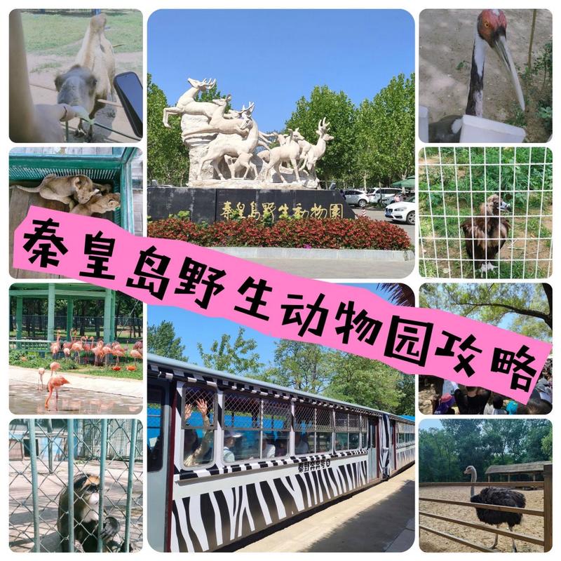 秦皇岛野生动物园,秦皇岛野生动物园门票多少一张-第6张图片-柯迪百科 秦皇岛野生动物园,秦皇岛野生动物园门票多少一张-第6张图片-柯迪百科