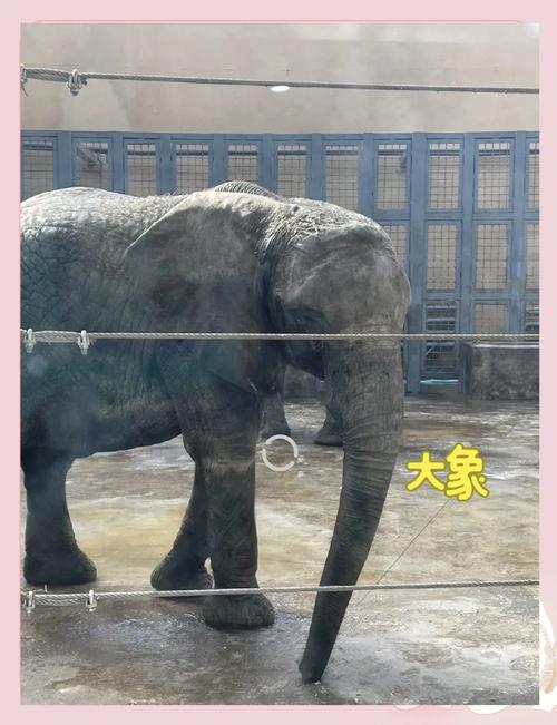 太原动物园,太原动物园地图游览图-第7张图片-柯迪百科 太原动物园,太原动物园地图游览图-第7张图片-柯迪百科