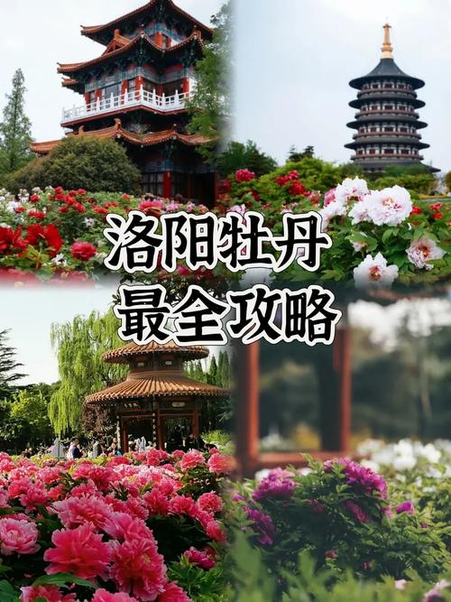 洛阳牡丹花最佳观赏时间，洛阳牡丹花最佳观赏时间图片？-第1张图片-柯迪百科