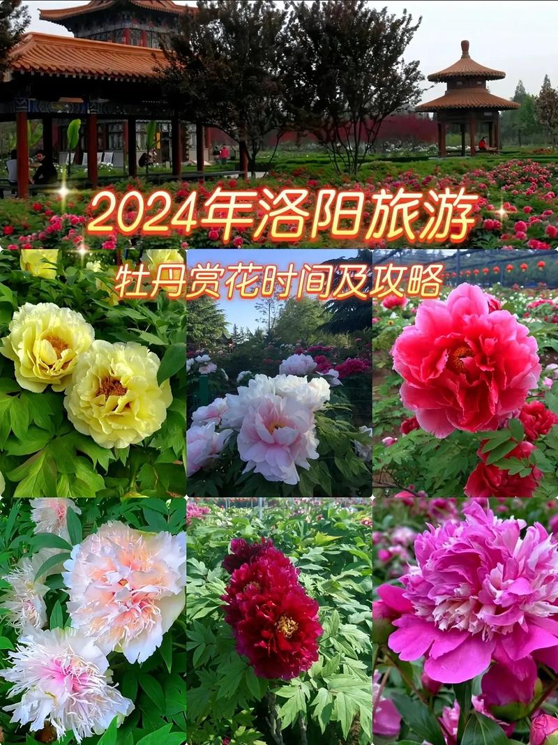 洛阳牡丹花最佳观赏时间，洛阳牡丹花最佳观赏时间图片？-第2张图片-柯迪百科
