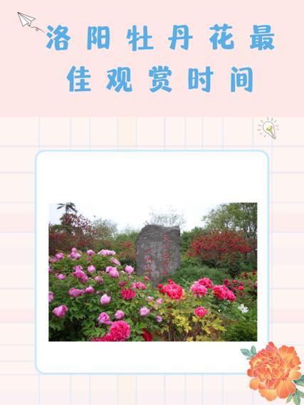 洛阳牡丹花最佳观赏时间，洛阳牡丹花最佳观赏时间图片？-第3张图片-柯迪百科