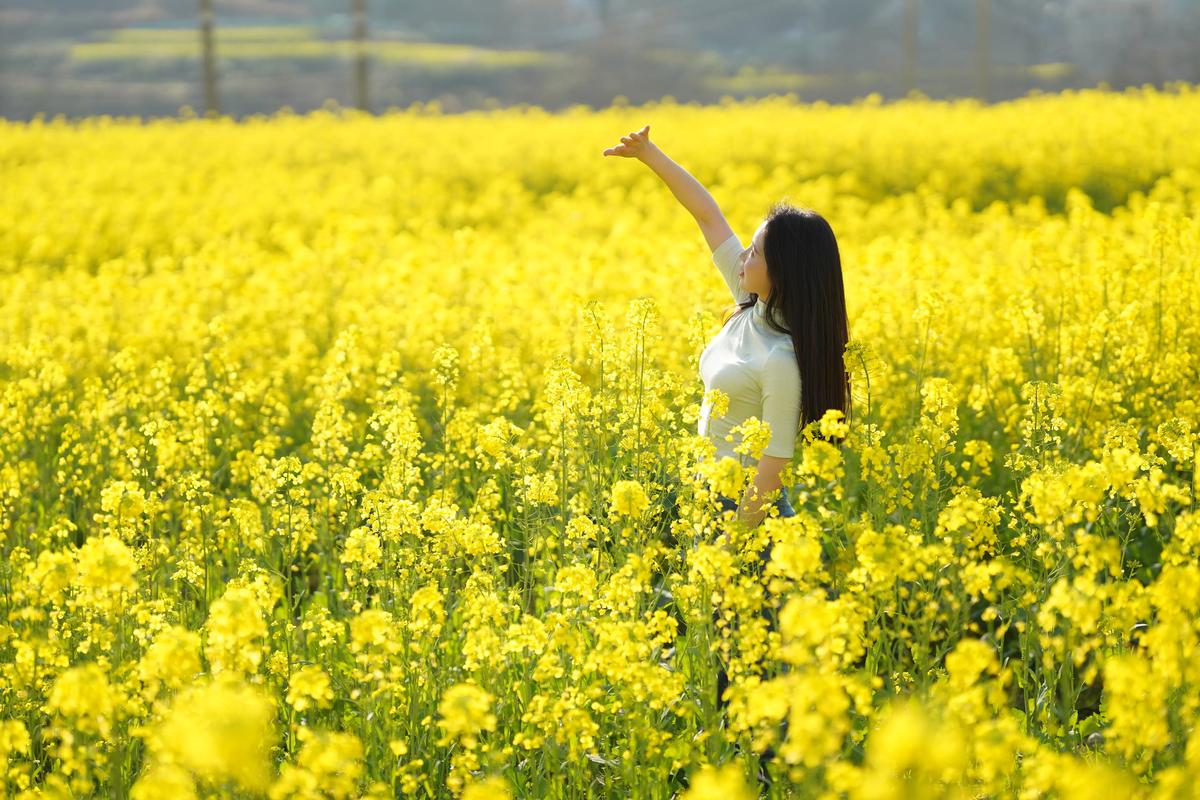 油菜花图片，油菜花图片简笔画