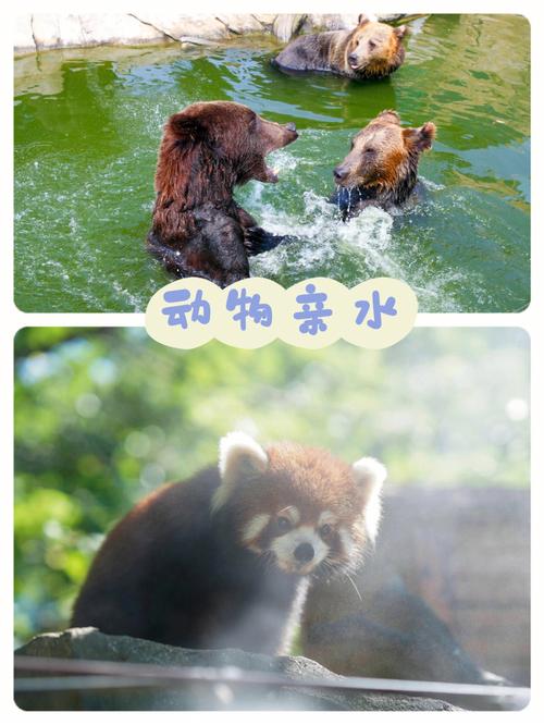 淹城野生动物世界?淹城野生动物世界小火车票价?-第4张图片-柯迪百科 淹城野生动物世界?淹城野生动物世界小火车票价?-第4张图片-柯迪百科