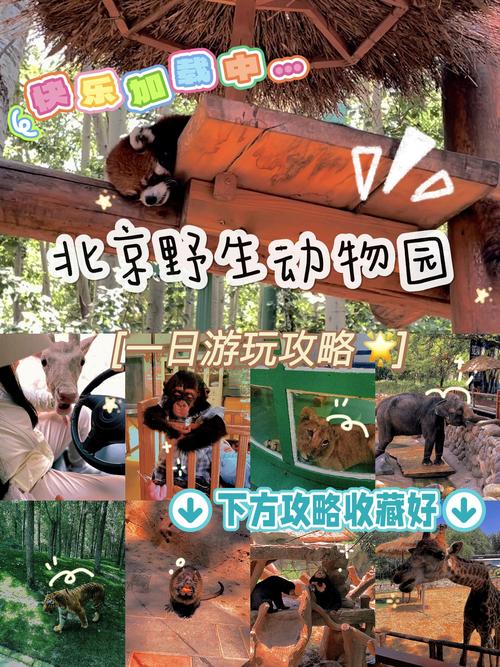 北京野生动物园门票，大兴北京野生动物园门票-第3张图片-柯迪百科