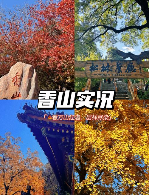香山红叶什么时间最红,香山红叶几月份最红-第3张图片-柯迪百科 香山红叶什么时间最红,香山红叶几月份最红-第3张图片-柯迪百科