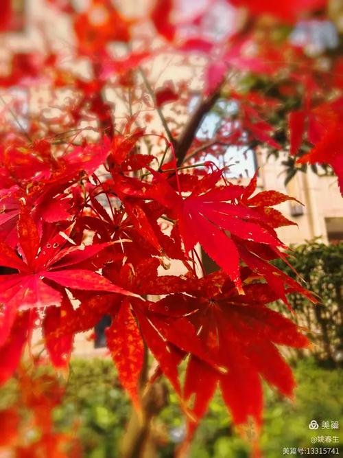 香山红叶什么时间最红,香山红叶几月份最红-第4张图片-柯迪百科 香山红叶什么时间最红,香山红叶几月份最红-第4张图片-柯迪百科